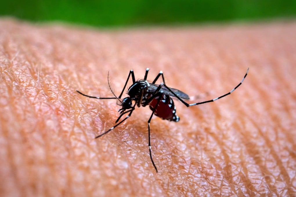 The aedes mosquito, which carries and spreads dengue fever. Photo: Getty Images