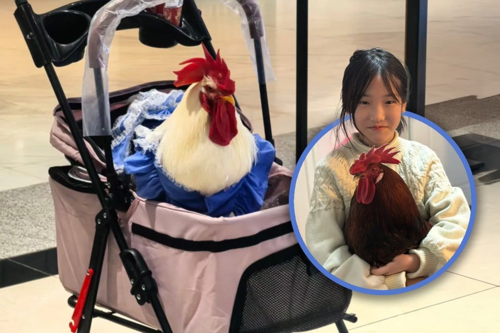 Keeping pet chickens is a growing trend in urban China, leading to a re-examination of animal ethics and the bond between people and pets. Photo: SCMP composite/RedNote