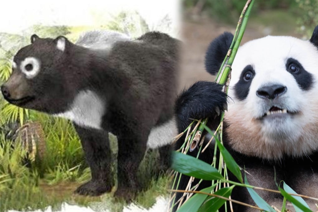 Pandas remained hidden in remote areas of China until the Han dynasty, when they became pets in imperial palaces. Photo: SCMP composite/Shutterstock/Baidu