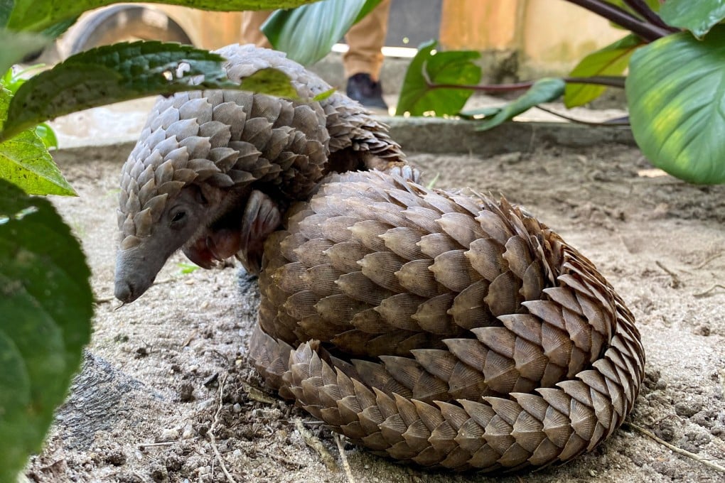A rescued pangolin bought off a wildlife seller rests at the Green Finger Garden in Lagos, Nigeria. Photo: Reuters