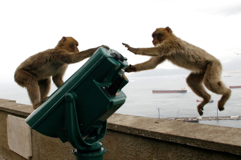 Macaques play on the top of the Rock of Gibraltar in April 2008. Photo: Reuters