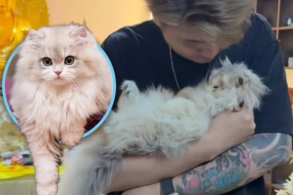 The untimely death of a celebrity cat in China due to a medical mishap has led its owner, who has five million online followers, to seek justice. Photo: SCMP composite/RedNote/Baidu