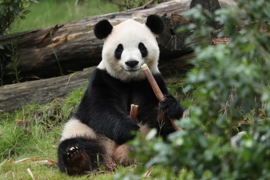 Fu Shuang will head to Atlanta under a new 10-year deal. She will be accompanied by Ping Ping. Photo: QQ.com