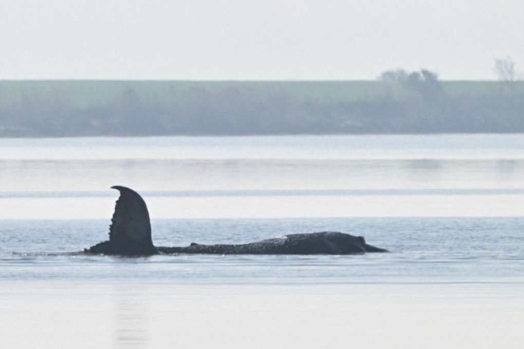The 13-metre-long male whale, nicknamed Timmy by German media, remains stuck off the small island of Poel near the town of Wismar. Photo: Reuters