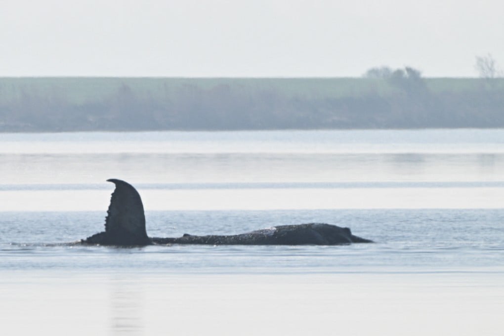 The 13-metre-long male whale, nicknamed Timmy by German media, remains stuck off the small island of Poel near the town of Wismar. Photo: Reuters