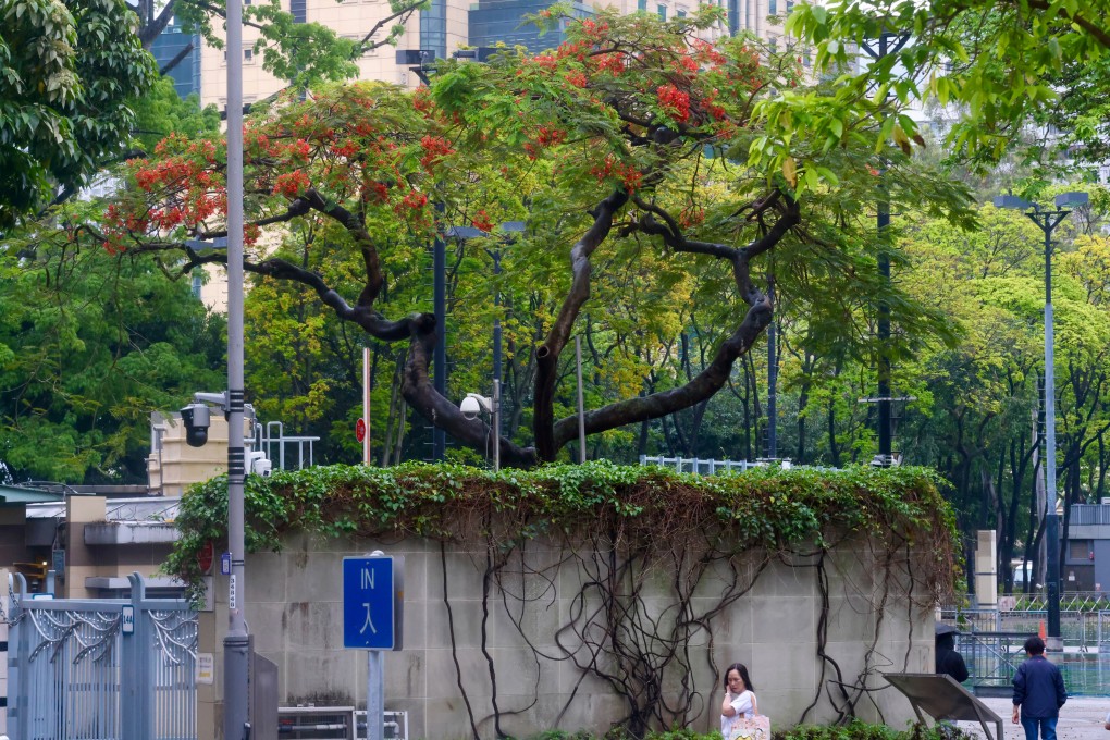 Early flowering could affect the populations of pollinators and those of herbivores and carnivores further along the food chain, experts have warned. Photo: Jonathan Wong