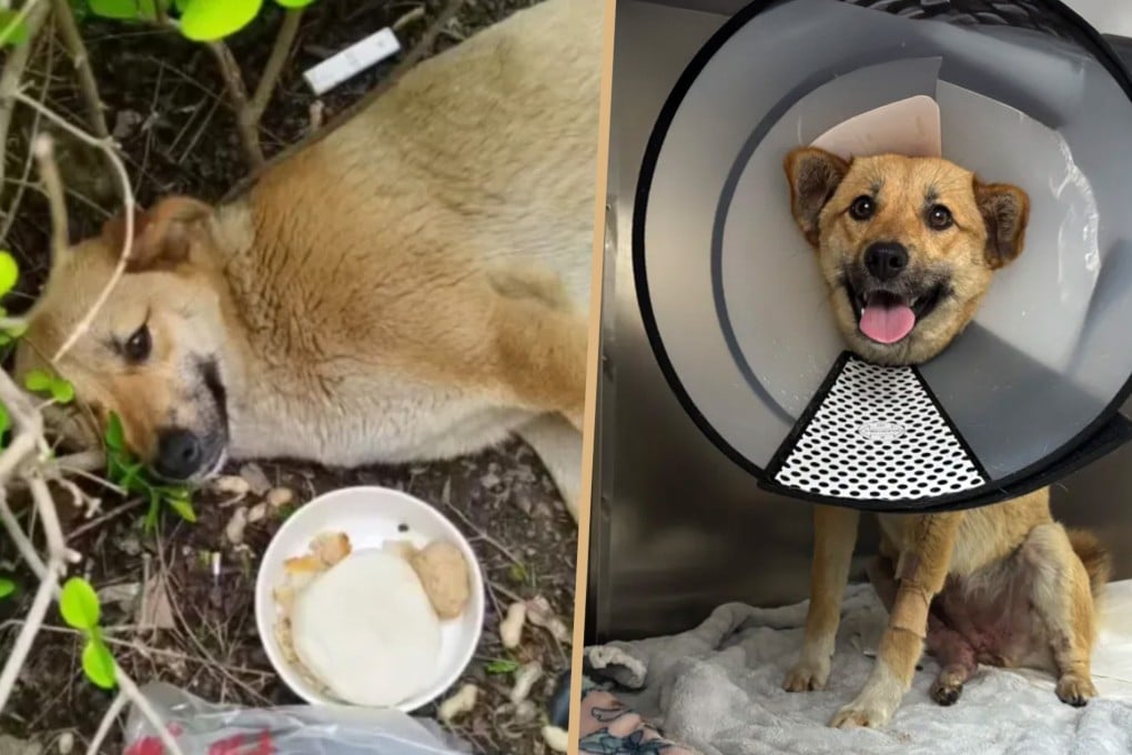 A stray dog named “Station Master Huang” has become a local hero after being injured in a car accident near a high-speed train station. Photo: SCMP composite/Douyin