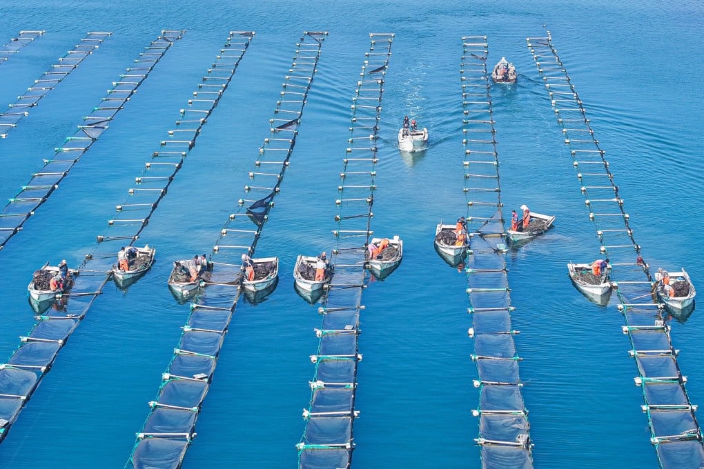 Aquaculture workers check sea cucumber growth at a marine farm in China's eastern Shandong province. Photo: Xinhua