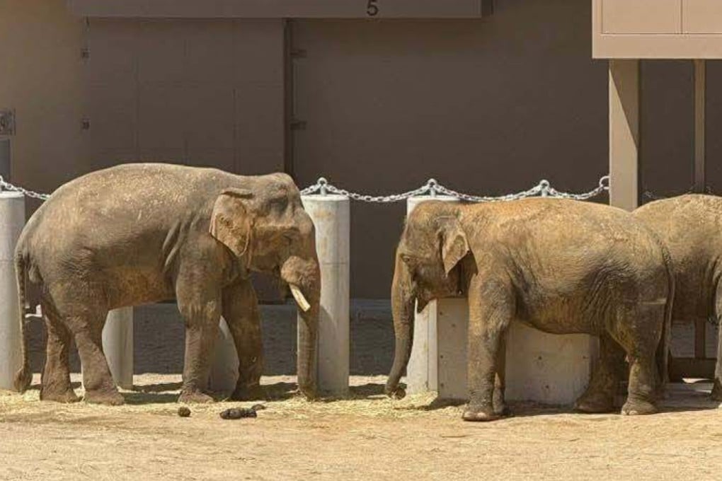 The three Malaysian elephants stand in their enclosure at the Tennoji Zoo in Osaka. Photo: Facebook/The Patriot Studio