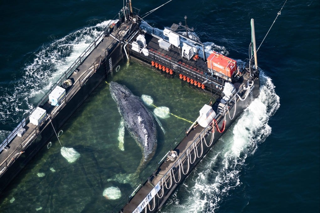 The stranded humpback whale lies in a flooded cargo ship close the Danish border on Wednesday. Photo: dpa