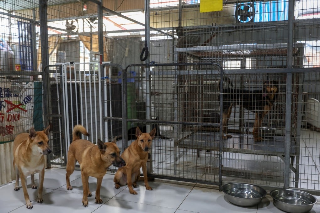Paws Guardian Rescue Shelter receives more than five calls a day about abandoned animals. Photo: Edmond So