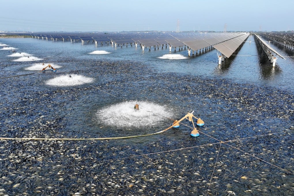 Fish forage for food at a solar-powered fishery in China’s northern Hebei province. Photo: Xinhua
