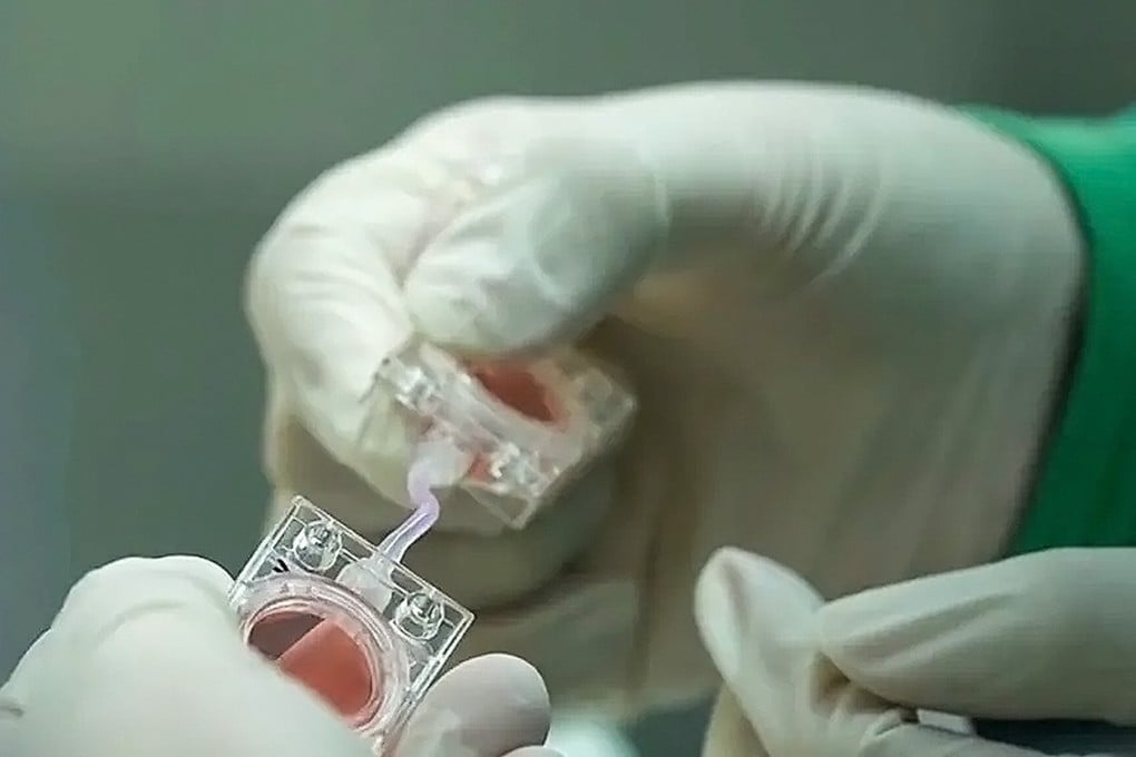 The artificial embryos used in the latest experiment were built from stem cells that shared similar structures with real human embryos. Photo: CCTV
