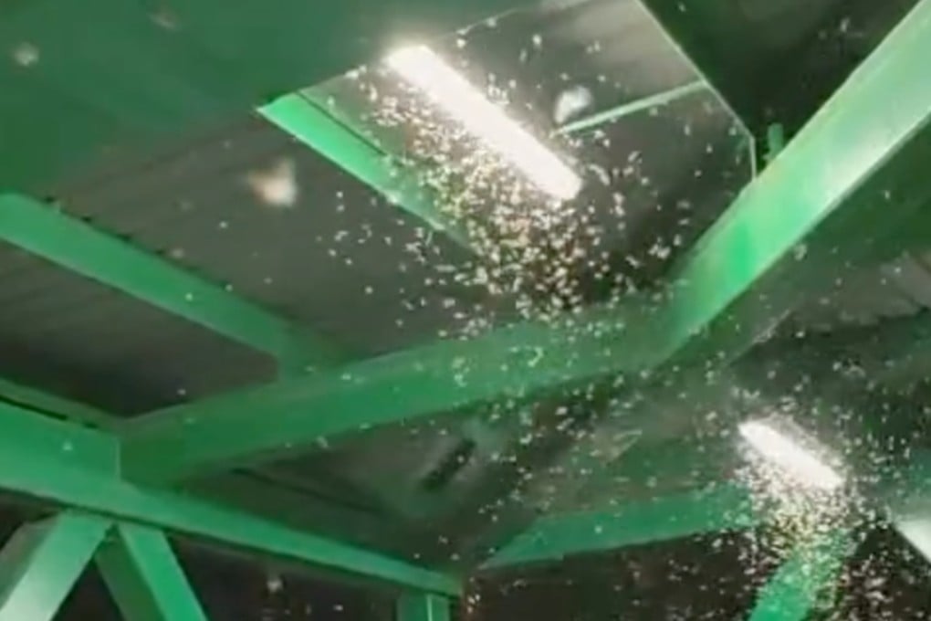 A swarm of flying ants circle a light fixture in Ma On Shan. Photo: Threads/wingkainet