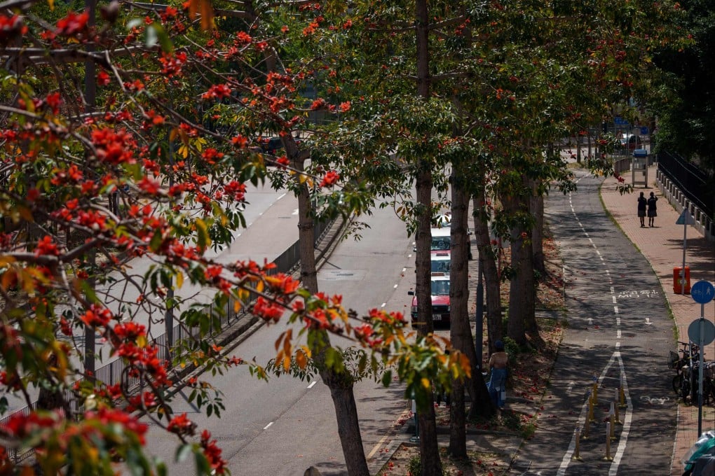 Kapok trees bloom with vibrant red flowers while retaining green foliage that typically would have shed during winter, in Hong Kong on March 16. Photo: AFP