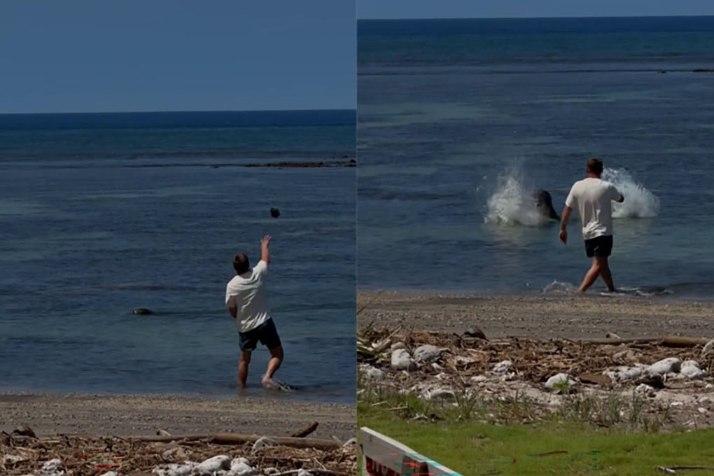 The rock narrowly missed the seal’s head, but caused the animal to abruptly alter its behaviour, prosecutors say. Photos: District of Hawaii US Attorney’s Office