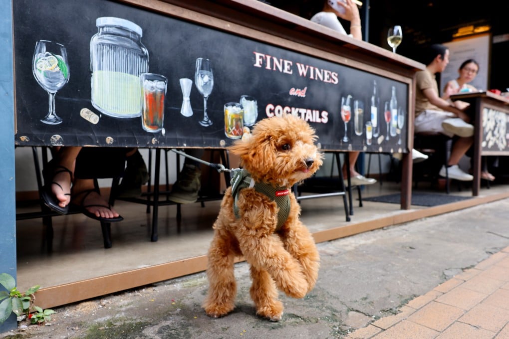 A poodle outside a restaurant in Happy Valley. Under the new policy for licensed establishments, dogs must be kept on leads no longer than 1.5 metres and remain under an adult's control. Photo: Nora Tam
