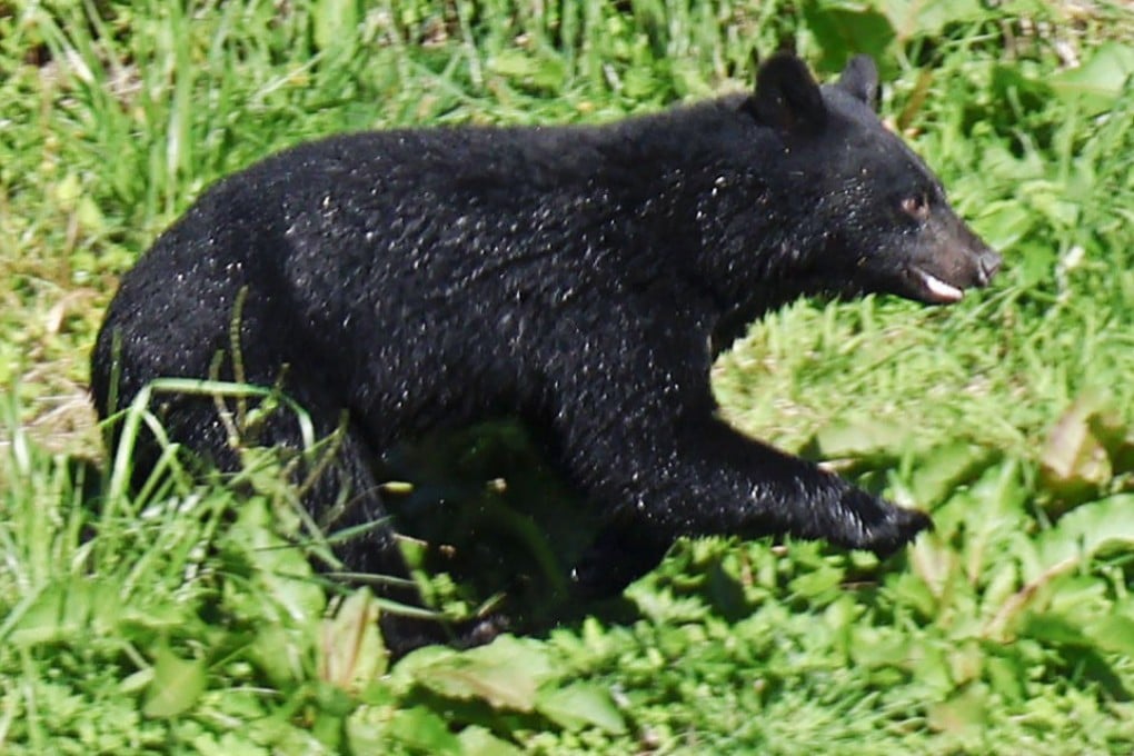 A bear is spotted on a riverbank in Morioka, Iwate prefecture, in October 2025. Photo: Kyodo