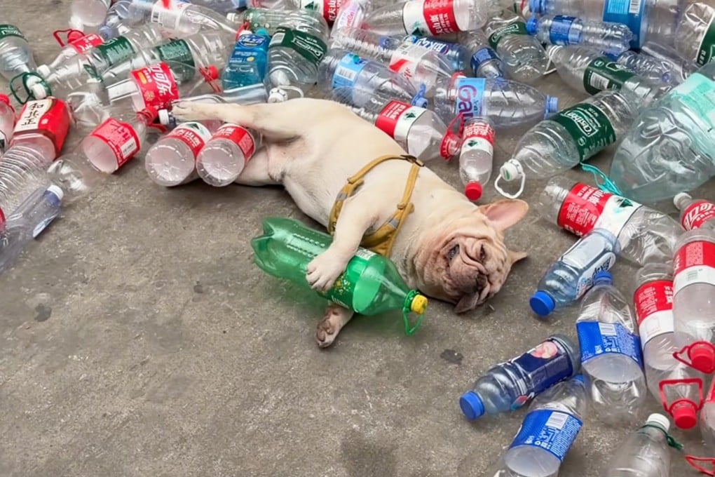 A famous French bulldog in China known for collecting plastic bottles is facing threats from animal abusers. Photo: Douyin