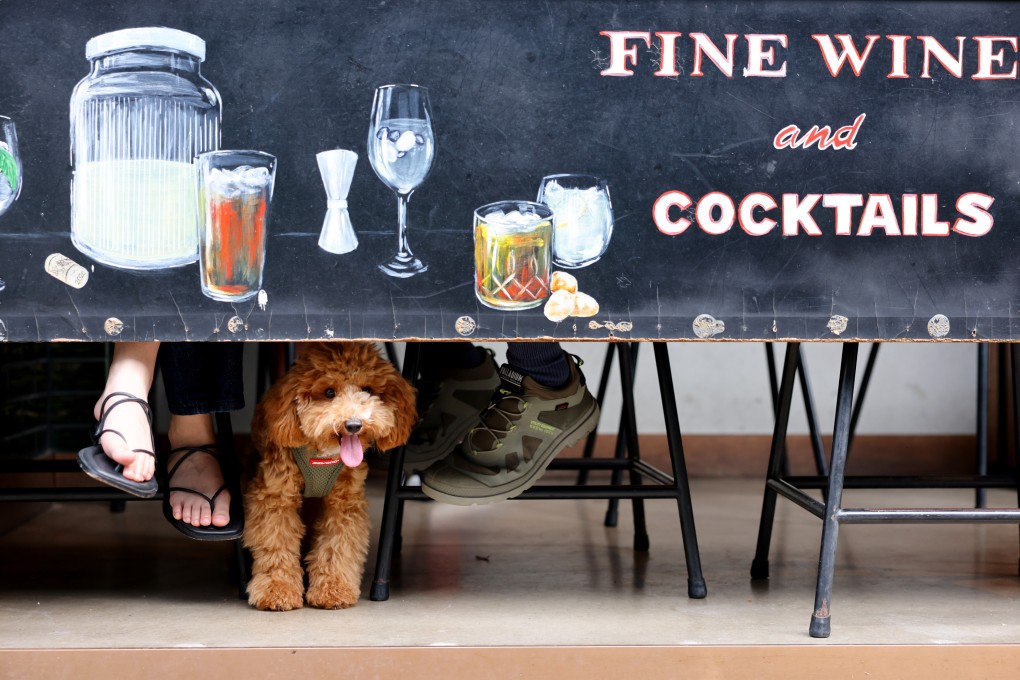 A poodle is kept on a lead outside a restaurant in Happy Valley on May 11. Photo: Nora Tam