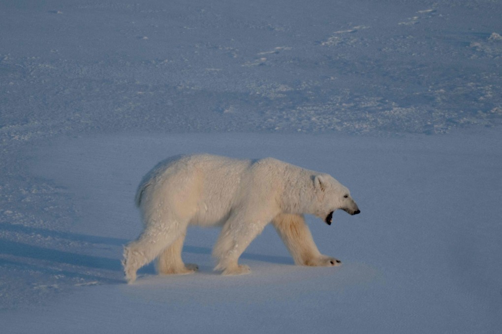 A polar bear bear walks on the sea ice near glaciers on the Svalbard archipelago in April 2025. Photo: AFP