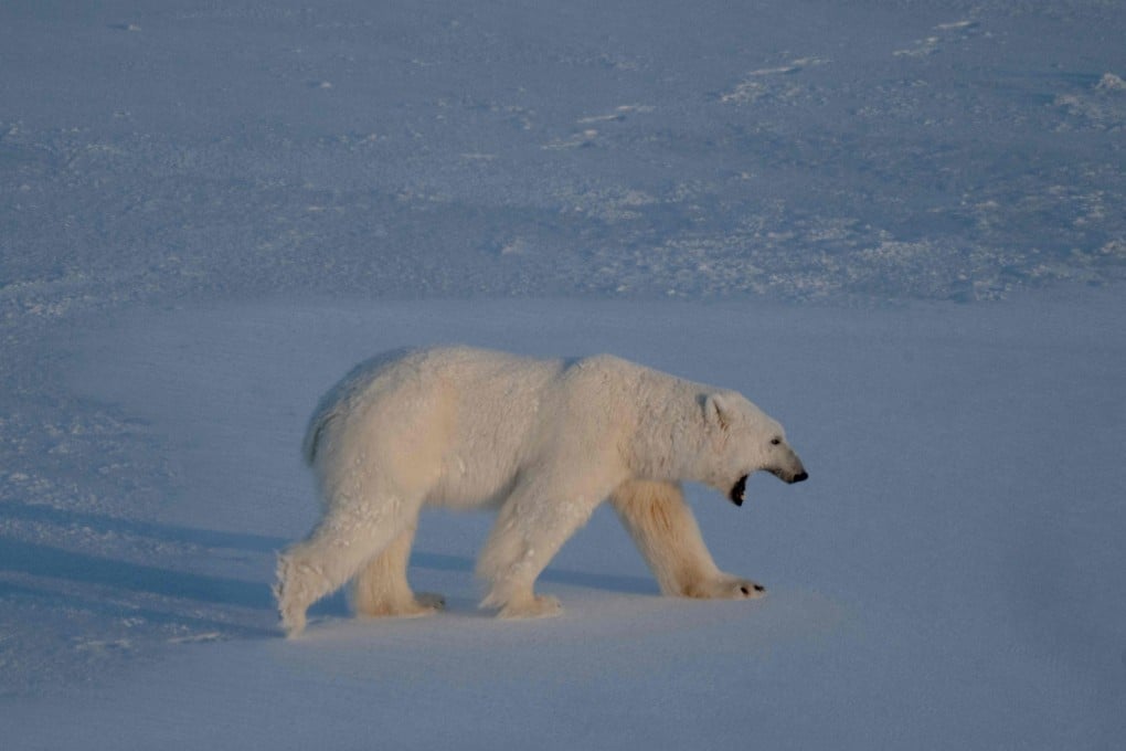A polar bear bear walks on the sea ice near glaciers on the Svalbard archipelago in April 2025. Photo: AFP