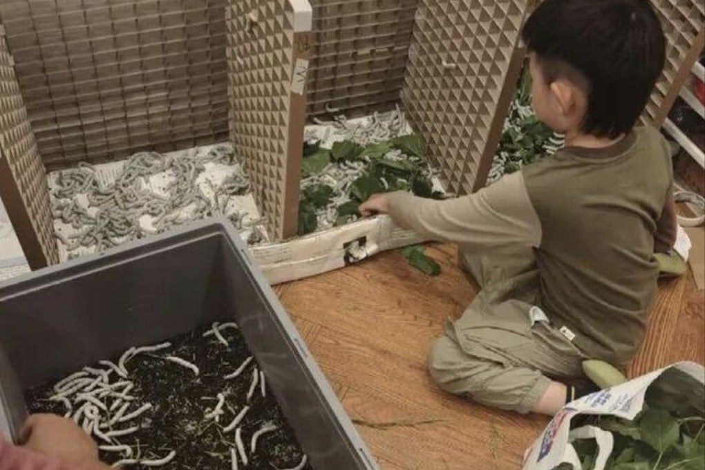 A boy in China wants to raise silkworms to create a silk quilt, prompting his parents to buy 12,000 seeds on the internet. Photo: Baidu