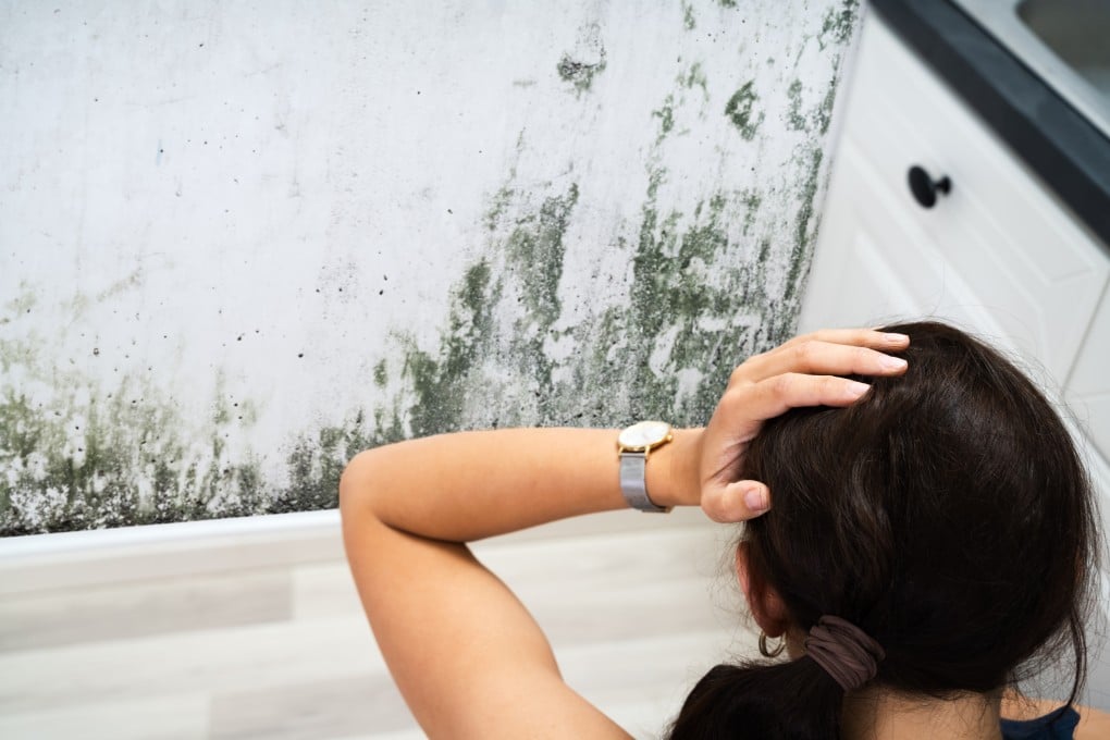 Black mould is a chronic health hazard that thrives in humid climates such as Hong Kong’s. Experts share how to rid your home of harmful particles that can cause coughs, allergic reactions and even cancer. Photo: Shutterstock