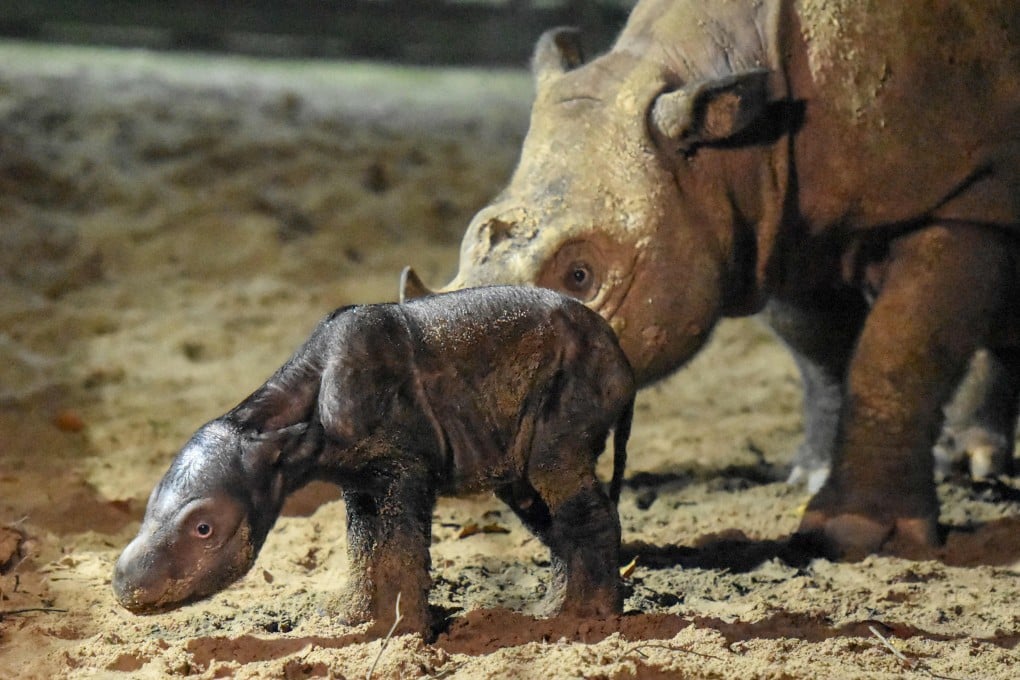 A critically endangered Sumatran rhino calf with its mother at the Way Kambas National Park Sumatran Rhino Sanctuary in Indonesia. Photo: AFP/Indonesia’s Ministry of Environment and Forestry