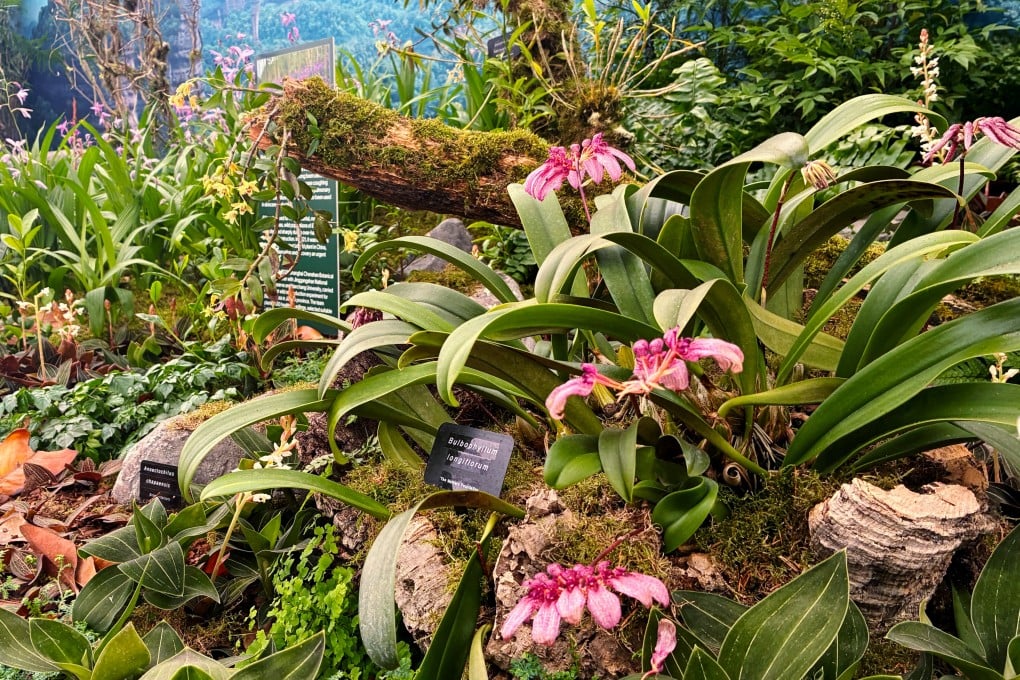 The gold-medal winning display “The Orchids of China – Beauty and Conservation” at the Chelsea Flower Show in the UK.  Photo: KFBG