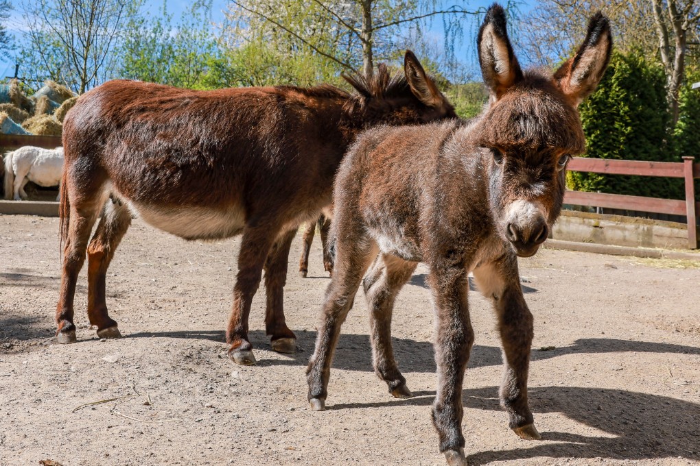 Almost the entire global donkey population faces being turned into medicinal jelly over the coming decades, two academics have argued. Photo: AP