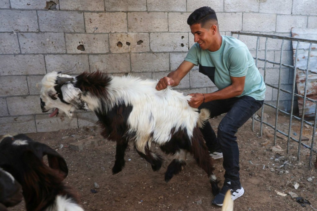 A displaced Palestinian tends to his livestock in a tent sheltering animals in Khan Yunis in the southern Gaza Strip on Tuesday. Photo: AFP