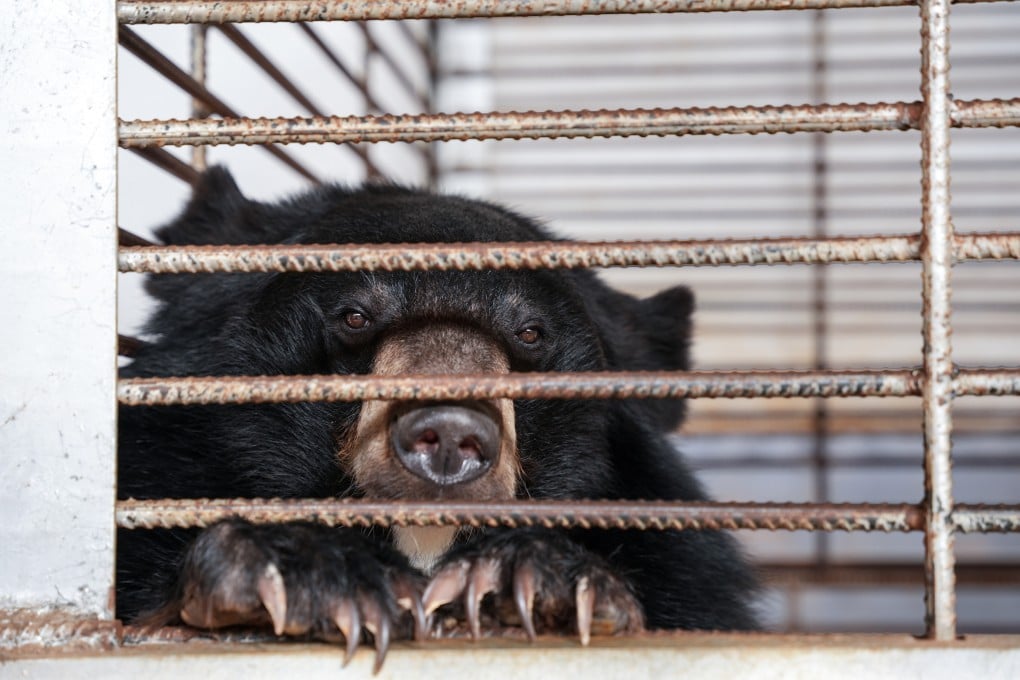 One of the moon bears rescued from an illegal bear bile farm in Laos. Photo: Free the Bears