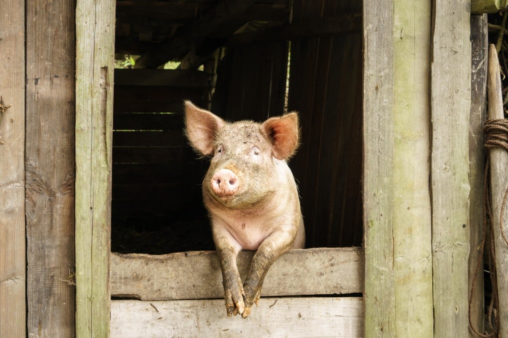 A pig is seen in China’s Hunan province. The price of live pigs in the country remains near a decade low. Photo: SCMP