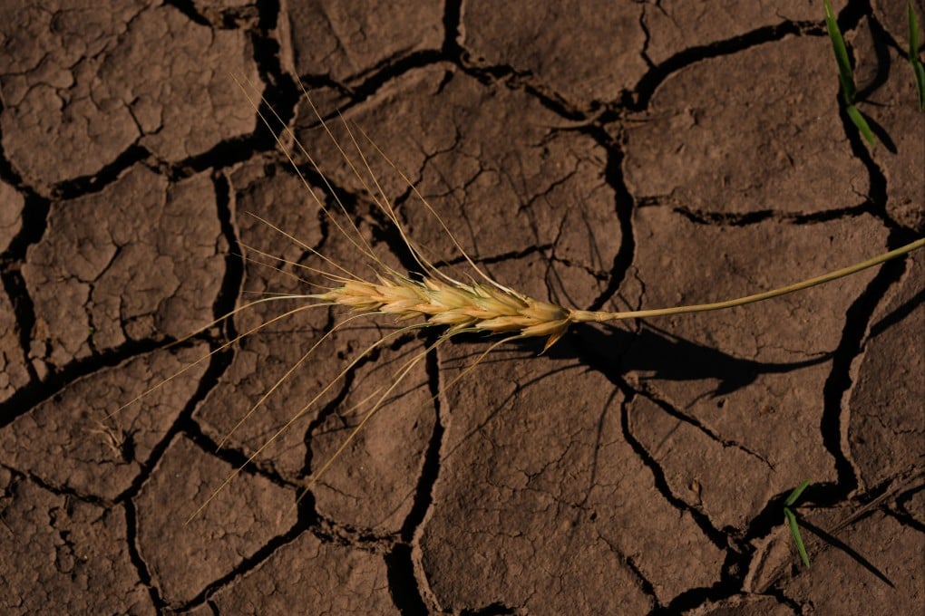 A parched field mirrors the rising global temperatures that the UN warns will shatter records over the next five years. Photo: AP