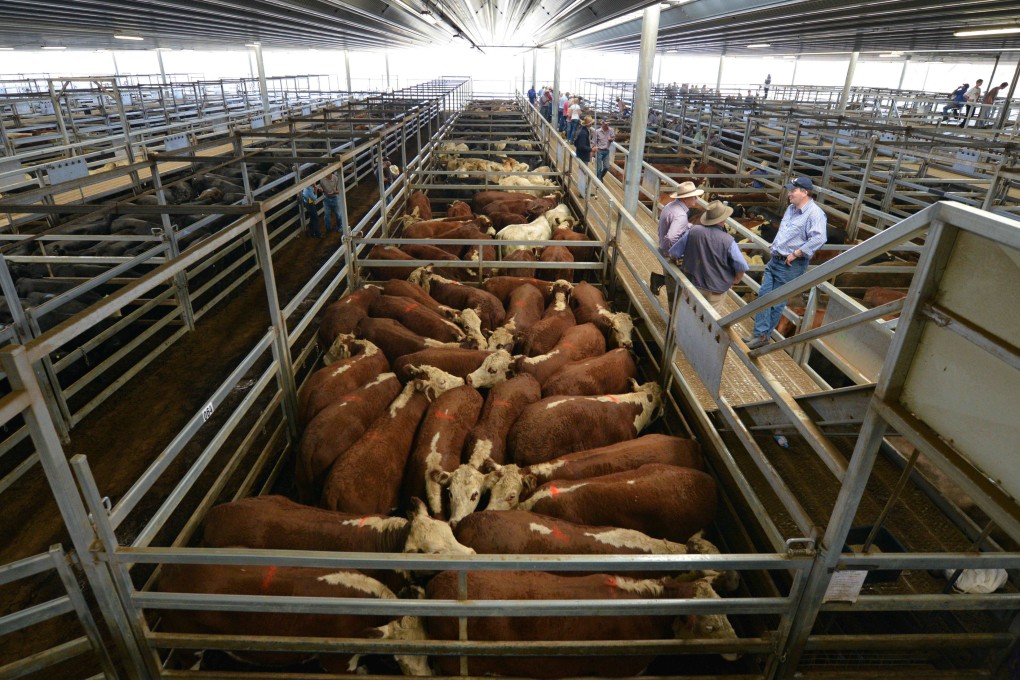 Farmers look at cattle at a weekly livestock sale in New South Wales, Australia. China is a major export market for Australian beef producers. Photo: AFP