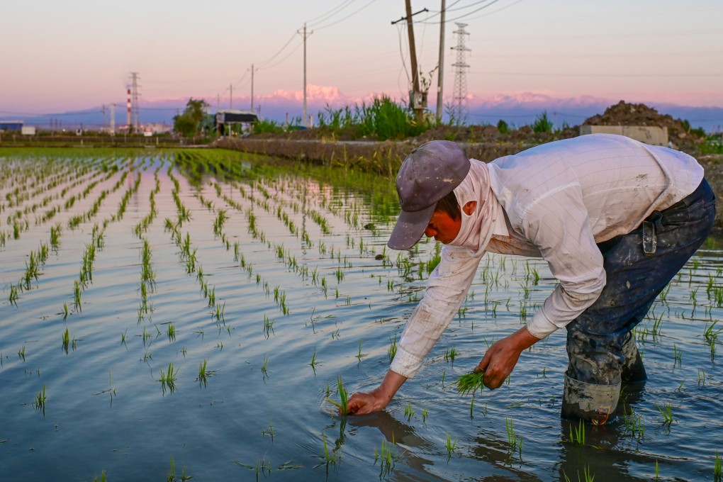 A farmer transplants rice seedlings in a paddy field in northwest China’s Xinjiang Uygur autonomous region. Photo: Xinhua