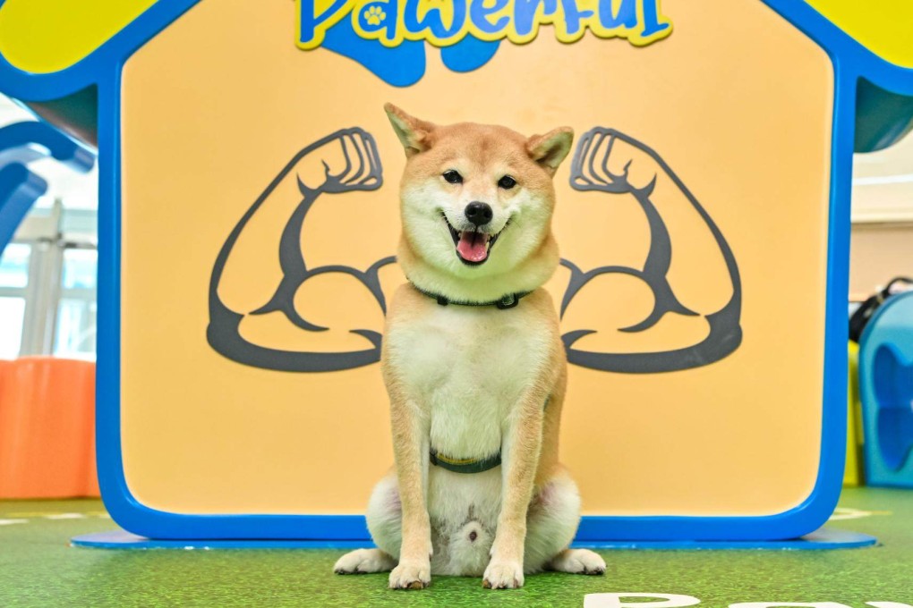 A dog is pictured at one of the photo stations at The Southside’s fully upgraded indoor cat and dog playground. Photo: The Southside