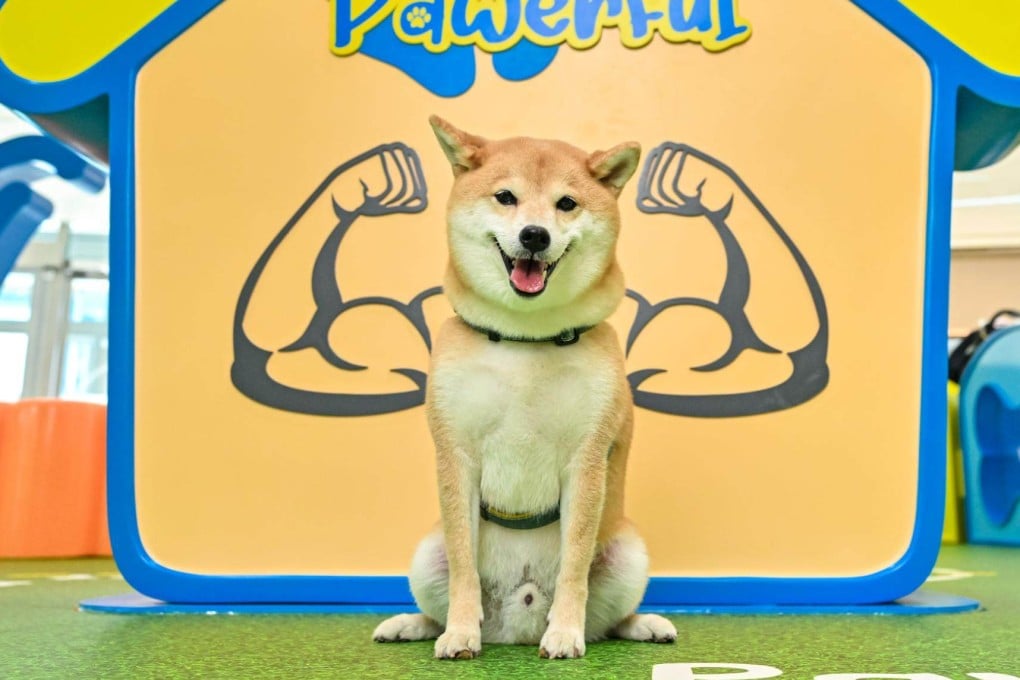 A dog is pictured at one of the photo stations at The Southside’s fully upgraded indoor cat and dog playground. Photo: The Southside