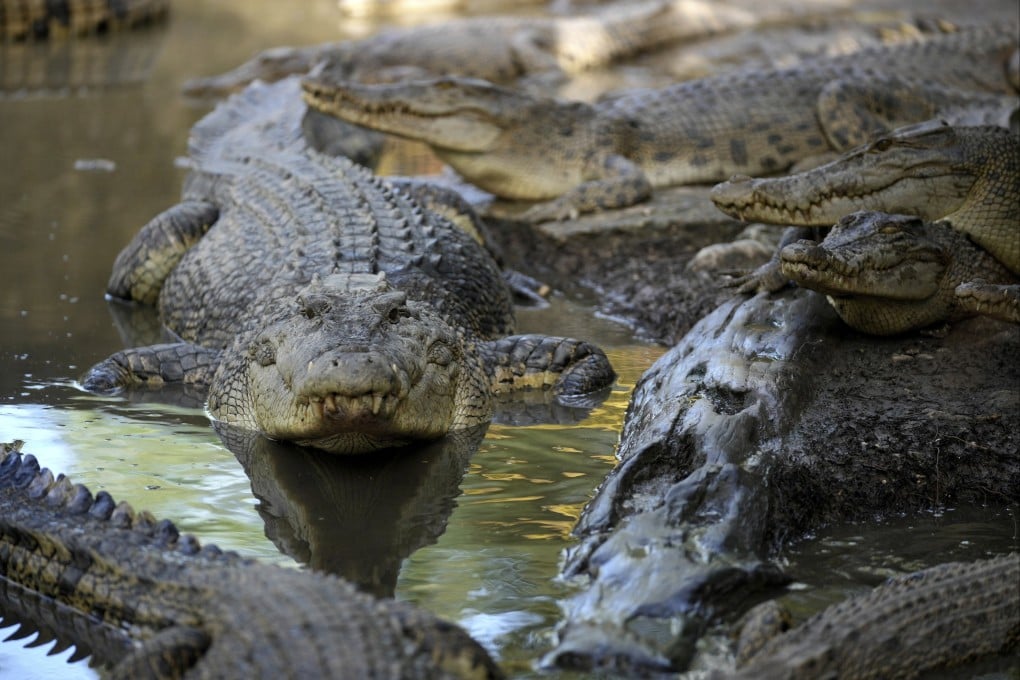 Indonesia has the world’s highest number of reported crocodile attacks, according to the CrocAttack independent database. Photo: AP