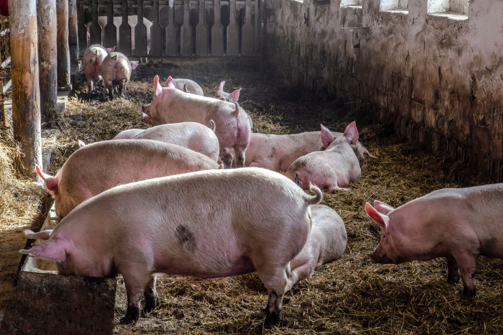 Selangor, Malaysia’s richest state, has banned pig farming. Photo: Shutterstock