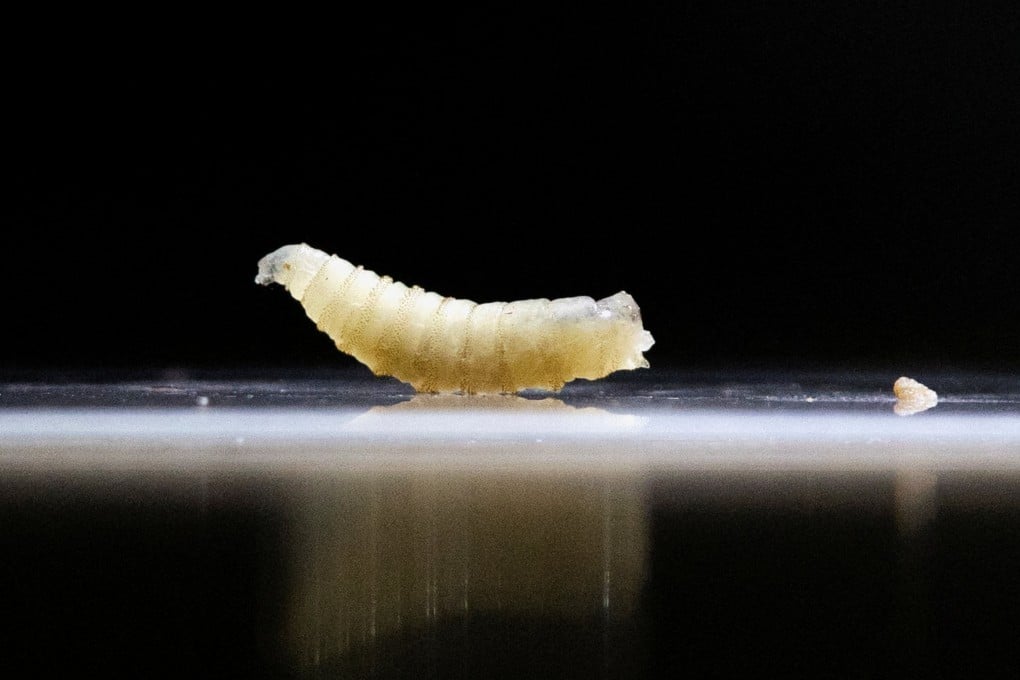 The larvae of the New World screwworm, a flesh-eating parasite that feeds on live tissue. The pest poses a devastating threat to livestock. Photo: Reuters