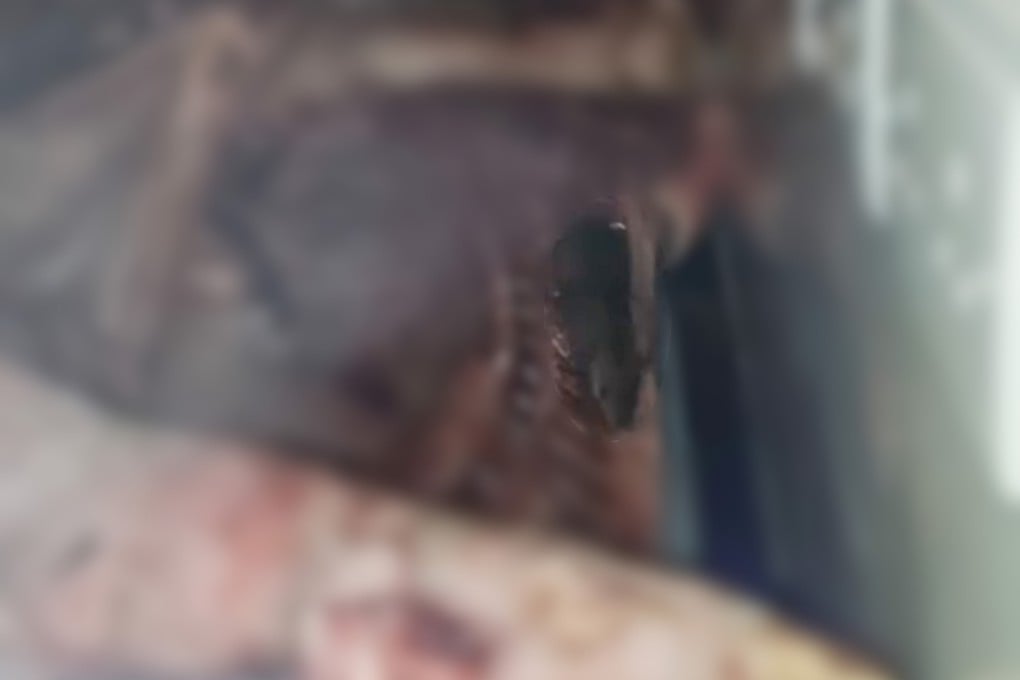Hong Kong’s food hygiene authorities have launched a prosecution against a branch of Qiandama in Kwun Tong after a viral video and a subsequent inspection found rats running over pig carcasses. Photo: Handout