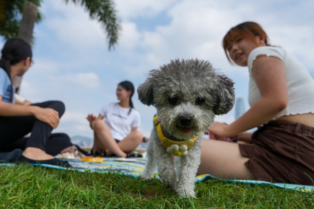 People have a picnic with their dog at the West Kowloon Cultural District on June 1. Photo: Sam Tsang