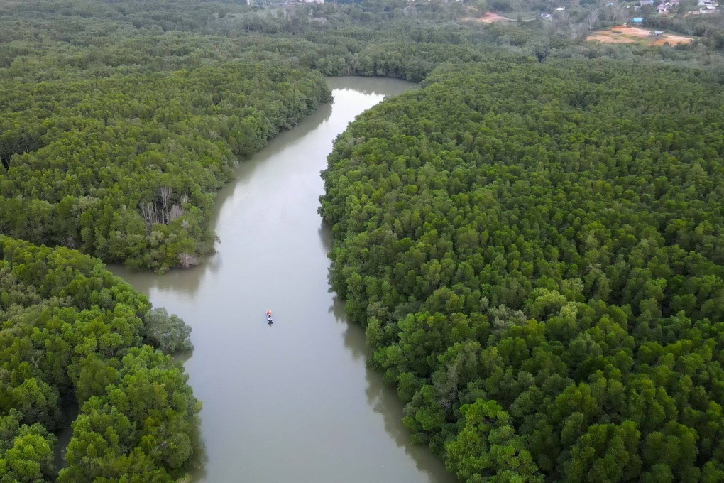 A mangrove forest in Balikpapan, Indonesia. Photo: AFP