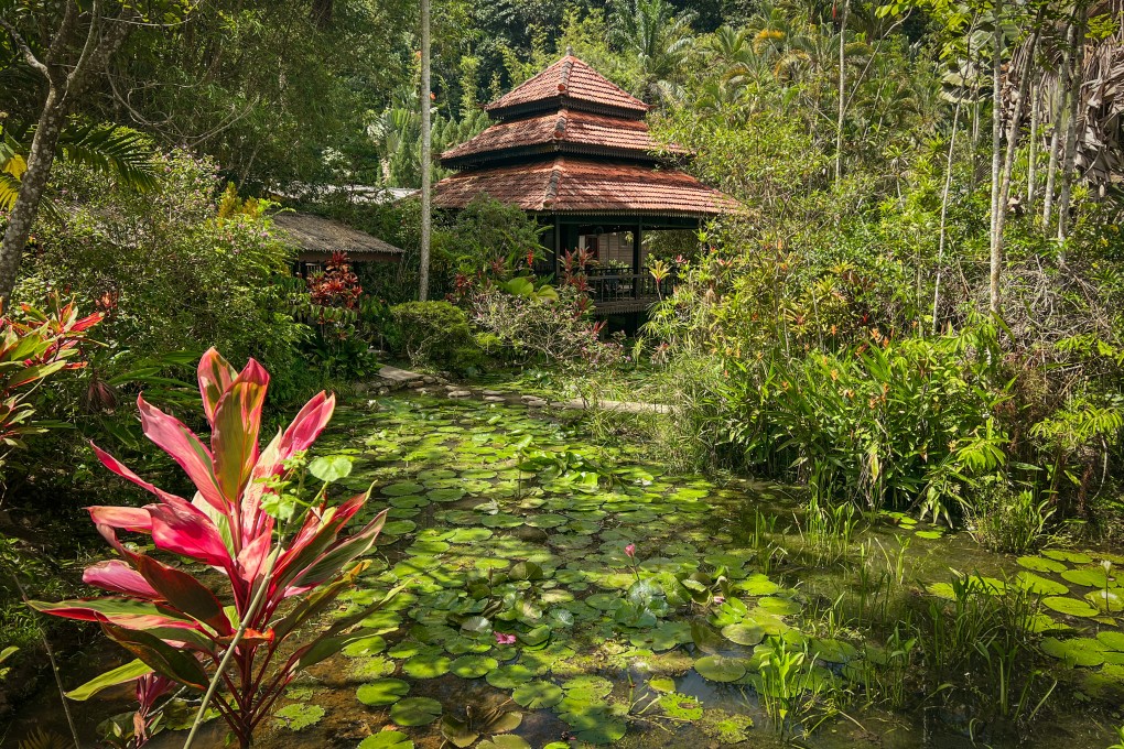 The grounds of the Sentosa Janda Baik resort are a riot of lotus leaves, statuesque traveller’s palms, coconut trees and fragrant frangipani. Photo: John Brunton