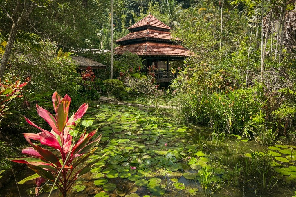 The grounds of the Sentosa Janda Baik resort are a riot of lotus leaves, statuesque traveller’s palms, coconut trees and fragrant frangipani. Photo: John Brunton