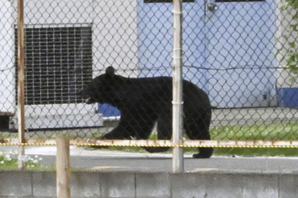 A bear believed to have attacked people in the city of Fukushima, Japan, pictured on Tuesday last week. Photo: Kyodo