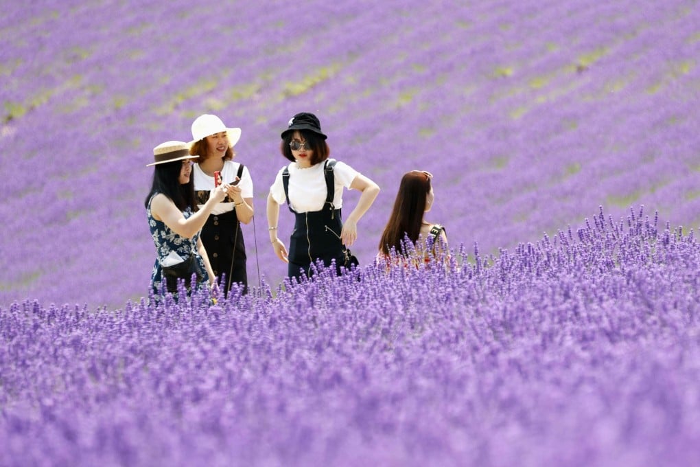 Tourists stroll through lavender fields at Tomita Farm, one of the most colourful spots in Furano. The city in central Hokkaido comes into its own during summer, when it offers visitors the chance to enjoy its natural beauty and delicious local produce in temperate weather conditions. Photo: Kyodo News via Getty Images