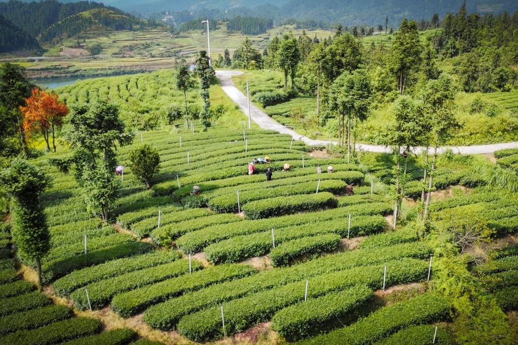 Gui Tea Group’s plantation at the foot of Mount Fanjing, near Tongren, in Guizhou province. Photo: Xie Yu